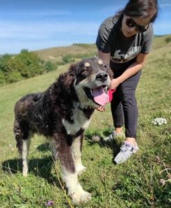Casey a black and tan Romanian rescue dog | 1 Dog at a Time Rescue UK