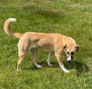 Charliea a tan and white Romanian rescue dog | 1 Dog at a Time Rescue UK