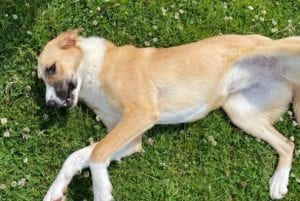 Charliea a tan and white Romanian rescue dog | 1 Dog at a Time Rescue UK