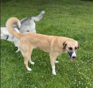 Charliea a tan and white Romanian rescue dog | 1 Dog at a Time Rescue UK