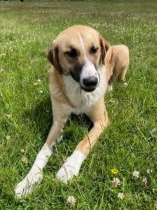Charliea a tan and white Romanian rescue dog | 1 Dog at a Time Rescue UK