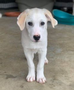 Cookie a cream Romanian rescue dog | 1 Dog at a Time Rescue UK