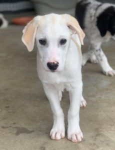 Cookie a cream Romanian rescue dog | 1 Dog at a Time Rescue UK