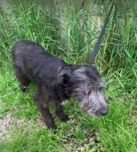 Danny a black Romanian rescue dog | 1 Dog at a Time Rescue UK