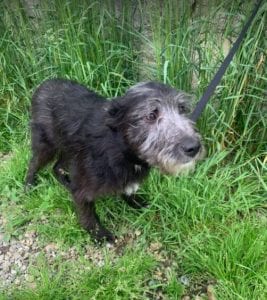 Danny a black Romanian rescue dog | 1 Dog at a Time Rescue UK