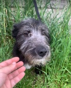 Danny a black Romanian rescue dog | 1 Dog at a Time Rescue UK