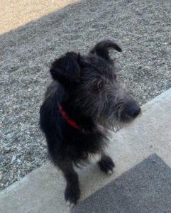 Danny a black Romanian rescue dog | 1 Dog at a Time Rescue UK