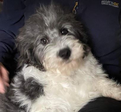 Danny a white and grey rescue dog 1_1 dog at a time rescue UK Danny a black and white rescue dog | 1 dog at a time rescue UK