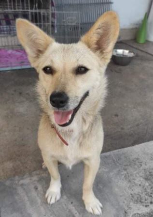 Demi, a faun and black Romanian rescue dog 10_1 Dog at a Time Rescue UK Demi, a faun and black Romanian rescue dog | 1 Dog at a Time Rescue UK