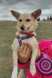 Demi, a faun and black Romanian rescue dog | 1 Dog at a Time Rescue UK