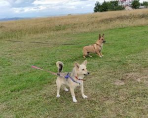 Demi, a faun and black Romanian rescue dog | 1 Dog at a Time Rescue UK