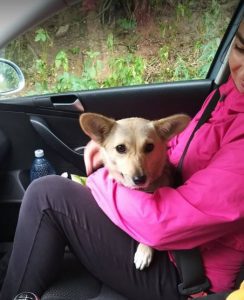 Demi, a faun and black Romanian rescue dog | 1 Dog at a Time Rescue UK
