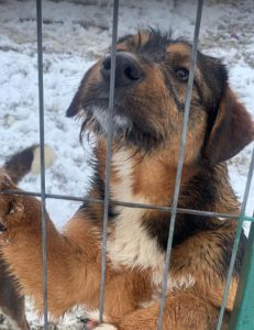 Dougie a brown and black colour Romanian rescue dog | 1 Dog at a Time Rescue UK