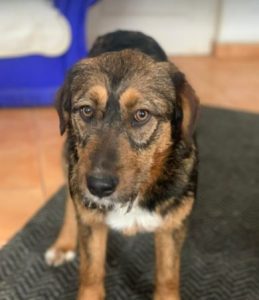 Dougie a brown and black colour Romanian rescue dog | 1 Dog at a Time Rescue UK