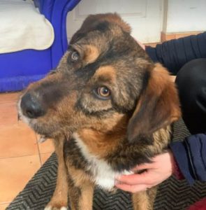 Dougie a brown and black colour Romanian rescue dog | 1 Dog at a Time Rescue UK