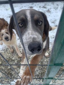 Dudley a grey and white colour Romanian rescue dog | 1 Dog at a Time Rescue UK