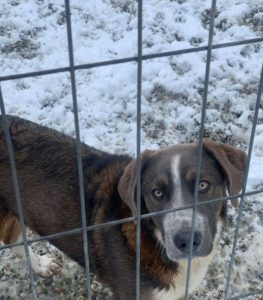 Dudley a grey and white colour Romanian rescue dog | 1 Dog at a Time Rescue UK