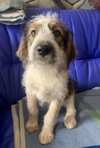 Duffie a brown and white colour Romanian rescue dog 1 | 1 Dog at a Time Rescue UK