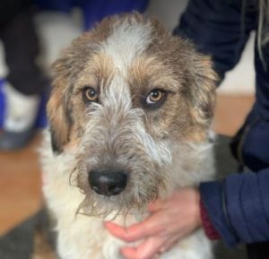 Duffie a brown and white colour Romanian rescue dog 1 | 1 Dog at a Time Rescue UK