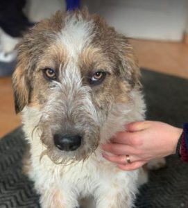 Duffie a brown and white colour Romanian rescue dog 1 | 1 Dog at a Time Rescue UK