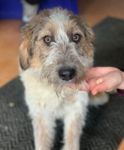 Duffie a brown and white colour Romanian rescue dog 1 | 1 Dog at a Time Rescue UK