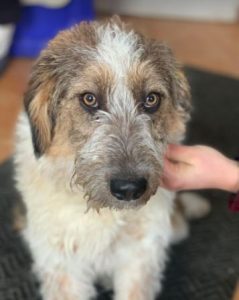 Duffie a brown and white colour Romanian rescue dog 1 | 1 Dog at a Time Rescue UK