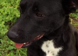 Emily a black Romanian rescue dog | 1 Dog at a Time Rescue UK