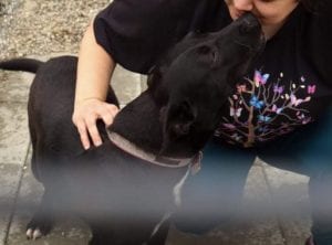 Emily a black Romanian rescue dog | 1 Dog at a Time Rescue UK