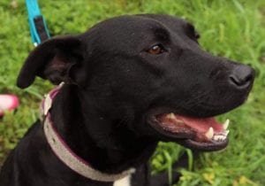 Emily a black Romanian rescue dog | 1 Dog at a Time Rescue UK