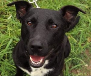 Emily a black Romanian rescue dog | 1 Dog at a Time Rescue UK