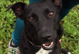 Emily a black Romanian rescue dog | 1 Dog at a Time Rescue UK