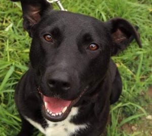 Emily a black Romanian rescue dog | 1 Dog at a Time Rescue UK