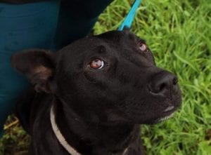 Emily a black Romanian rescue dog | 1 Dog at a Time Rescue UK