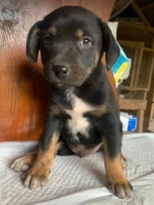 Fred a brown and tan Romanian rescue dog | 1 Dog at a Time Rescue UK