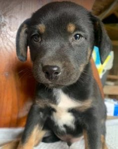 Fred a brown and tan Romanian rescue dog | 1 Dog at a Time Rescue UK