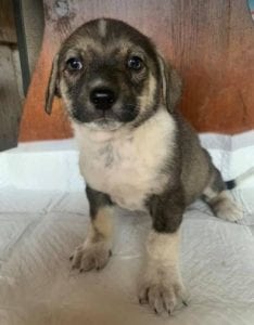 Frida a white and brown Romanian rescue dog | 1 Dog at a Time Rescue UK