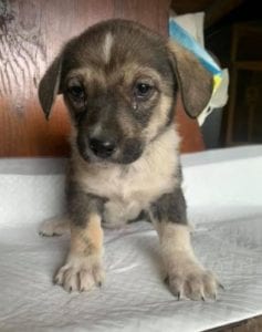 Frida a white and brown Romanian rescue dog | 1 Dog at a Time Rescue UK