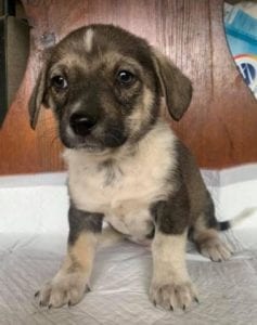 Frida a white and brown Romanian rescue dog | 1 Dog at a Time Rescue UK