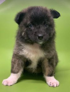 Grace a brown Romanian rescue dog | 1 Dog at a Time Rescue UK