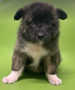 Grace a brown Romanian rescue dog | 1 Dog at a Time Rescue UK