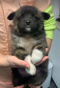 Grace a brown Romanian rescue dog | 1 Dog at a Time Rescue UK