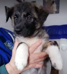 Grace a brown Romanian rescue dog | 1 Dog at a Time Rescue UK