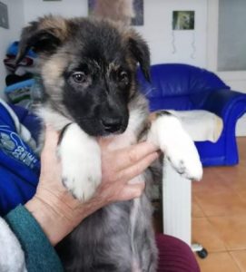 Grace a brown Romanian rescue dog | 1 Dog at a Time Rescue UK