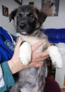 Grace a brown Romanian rescue dog | 1 Dog at a Time Rescue UK