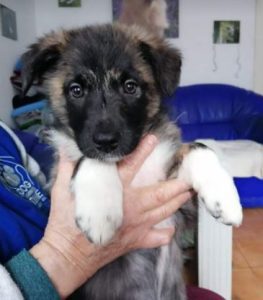 Grace a brown Romanian rescue dog | 1 Dog at a Time Rescue UK