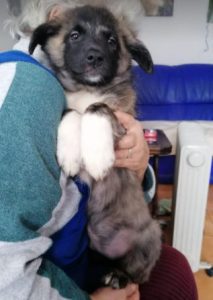 Grace a brown Romanian rescue dog | 1 Dog at a Time Rescue UK