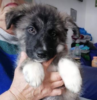 Hope a grey Romanian rescue dog | 1 Dog at a Time Rescue UK