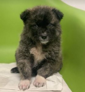 Hope a grey Romanian rescue dog | 1 Dog at a Time Rescue UK