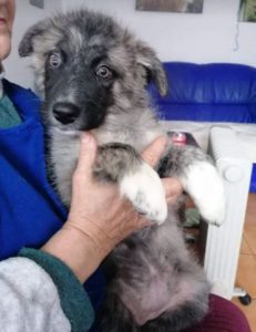 Hope a grey Romanian rescue dog | 1 Dog at a Time Rescue UK