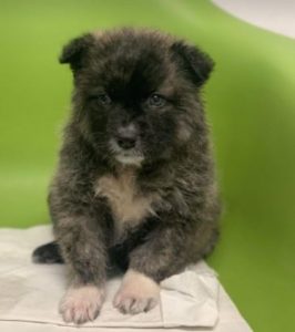 Hope a grey Romanian rescue dog | 1 Dog at a Time Rescue UK